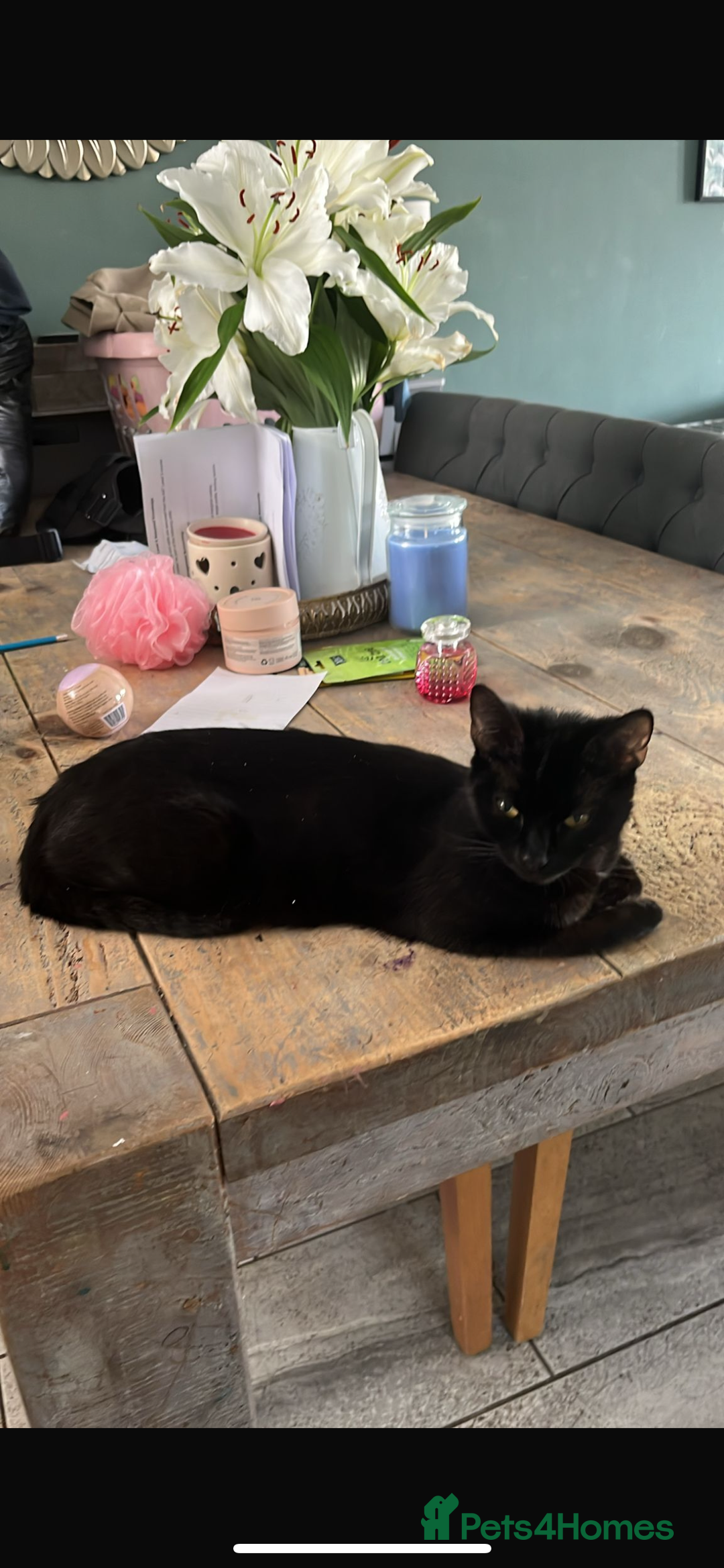 Mixed Breed cats for sale: Female Cat  - Image 1