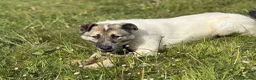 Mixed Breed dogs for adoption: Jellybean - Norwich Norfolk  - Advert 18