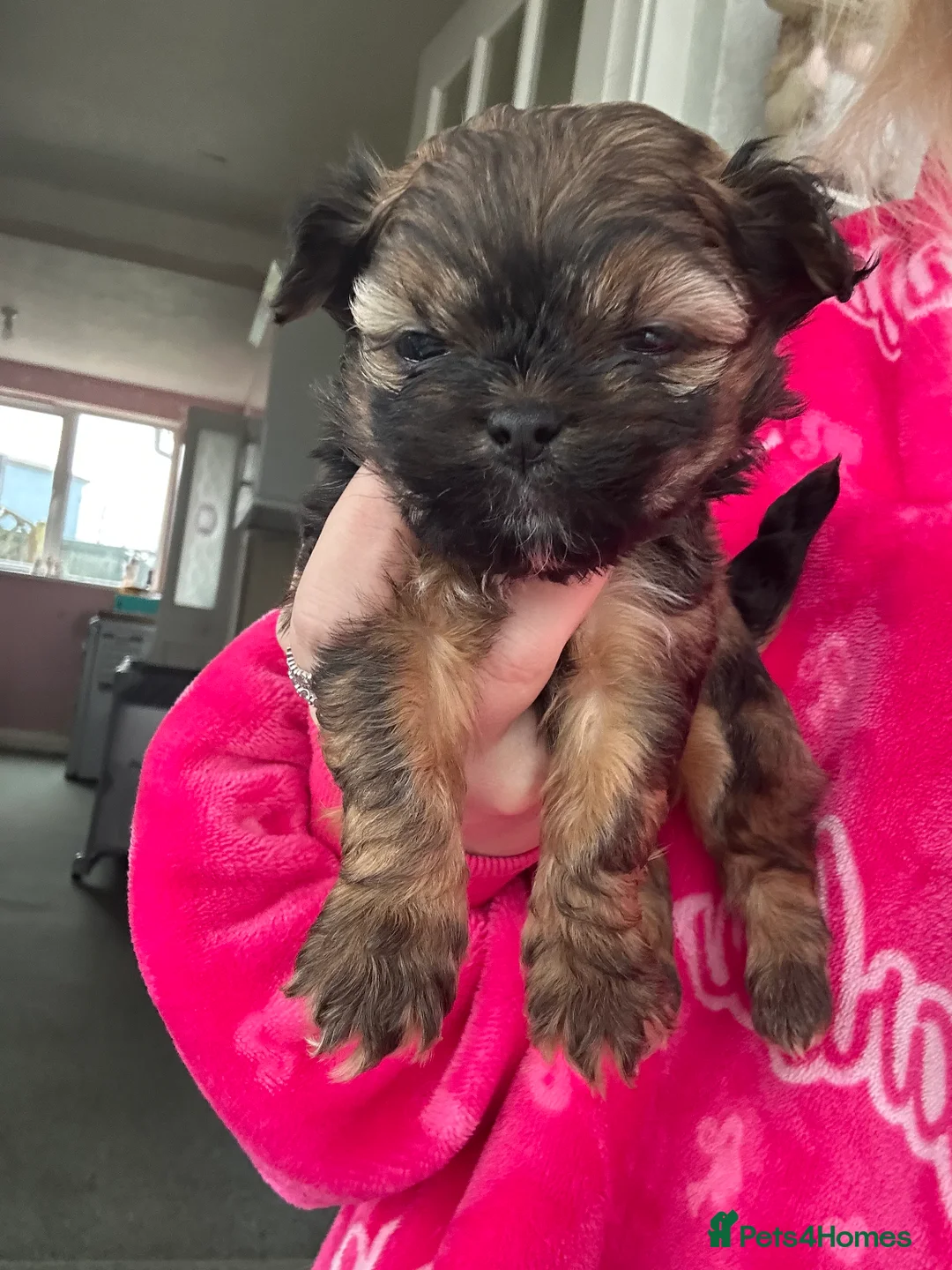 Malshi dogs for sale: 2 generation malshi puppies - Advert 3