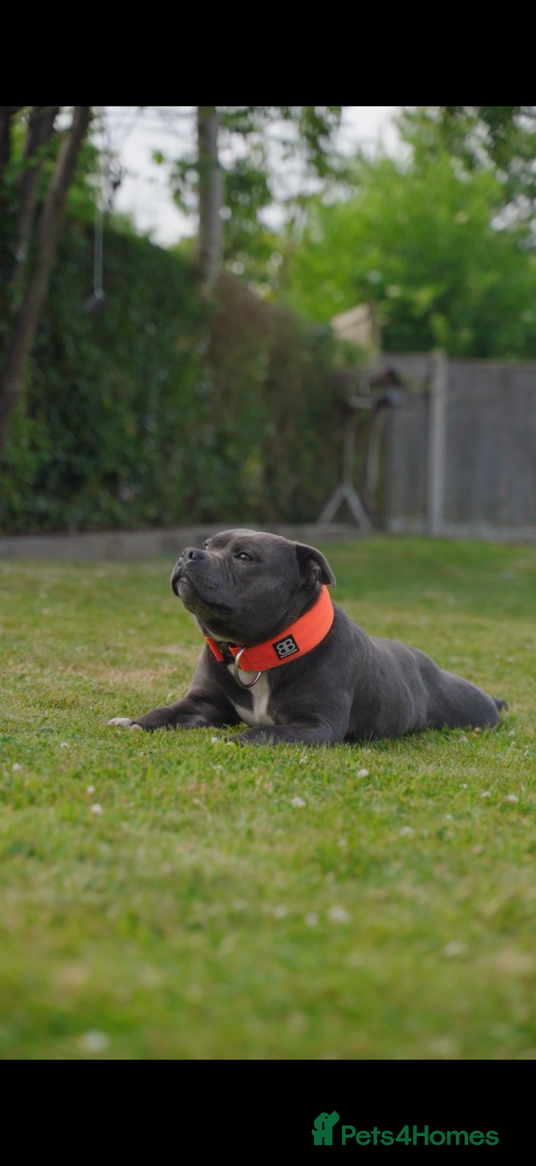 Staffordshire Bull Terrier dogs for stud: WORLD FAMOUS BLOODLINE! KC REG LOW COI%  in Nottingham - Image 3