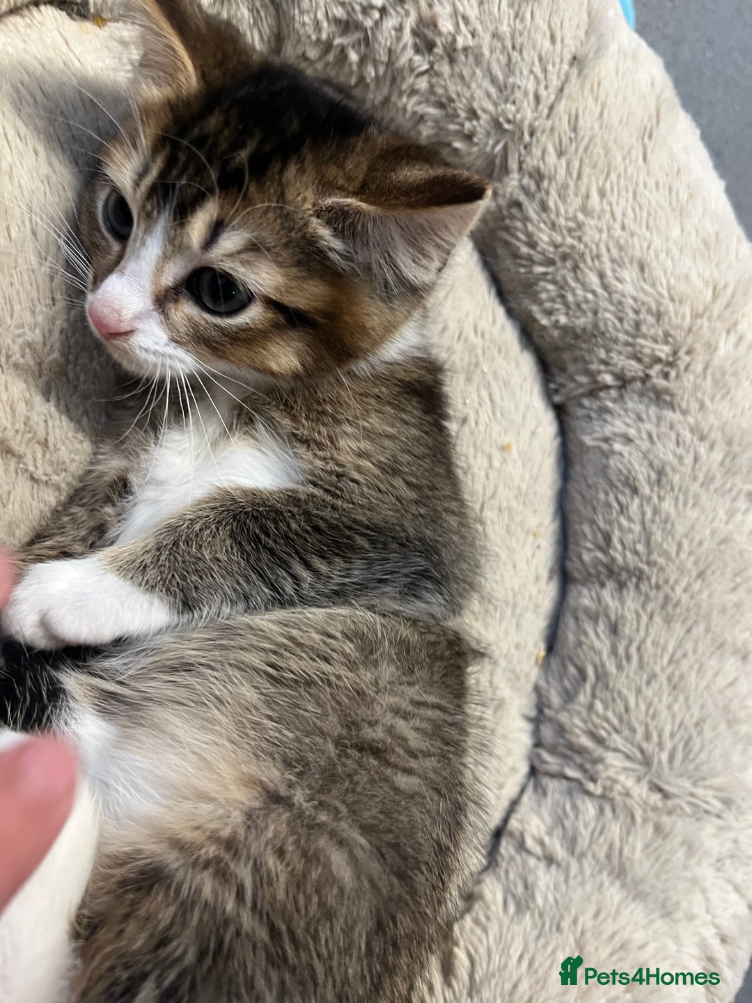 Mixed Breed cats for sale: 🐾 5 Stunning Mixed 8 week old Kittens  - Advert 23