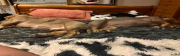 American Bulldog dogs for sale: Two sweethearts looking for a friend for life! - Advert 9
