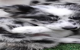 Border Collie dogs for sale: Stunning litter of blue merle border collies - Image 8
