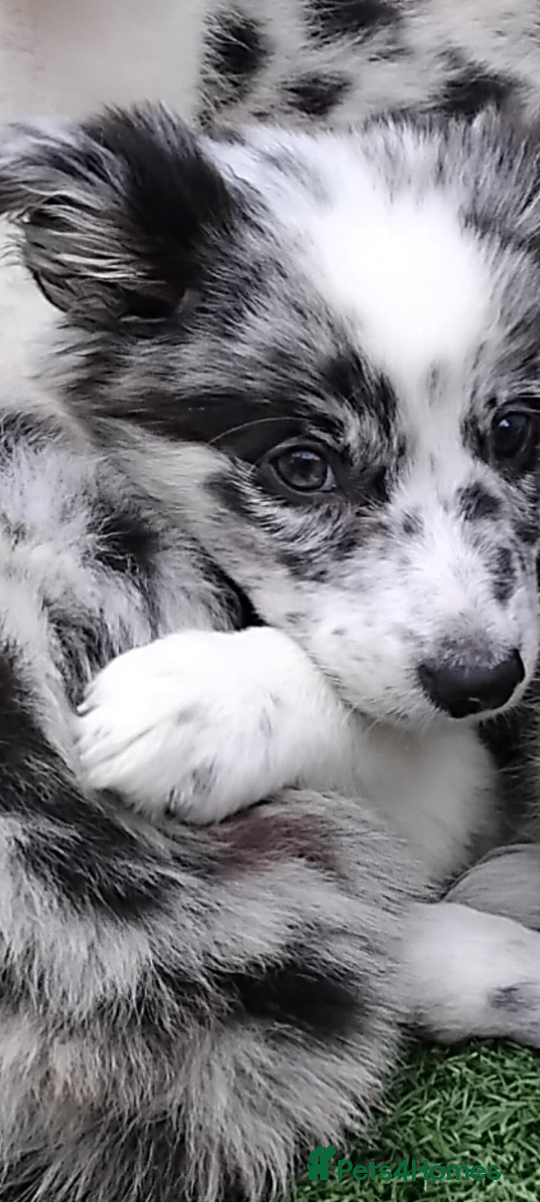 Border Collie dogs for sale: Stunning litter of blue merle border collies - Image 8