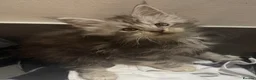 Maine Coon cats for sale: Maine coons  - Advert 11