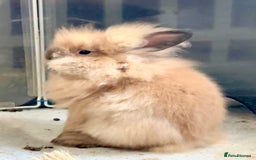 Lionhead rabbits for sale: Double Mane (f)&No Mane(m) Lionhead £50 & £2 - Image 32