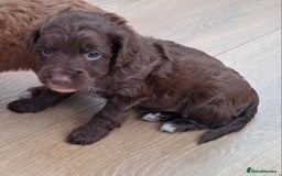 Cockapoo dogs for sale: ** BEAUTIFUL LITTER OF COCKAPOOS ** - Image 36