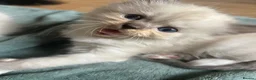 Ragdoll cats for sale: RAGDOLL/PERSIAN Kittens  - Advert 3