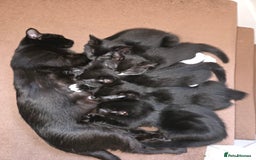 Mixed Breed cats for sale: Kittns  - Advert 10