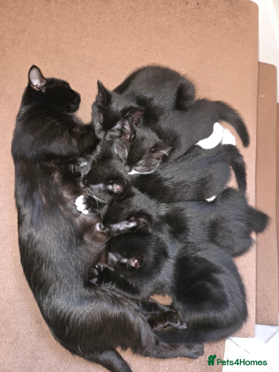 Mixed Breed cats for sale: Kittns  - Advert 10