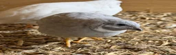 Quail poultry for sale: Chinese painted grey button quails (male)  - Advert 3