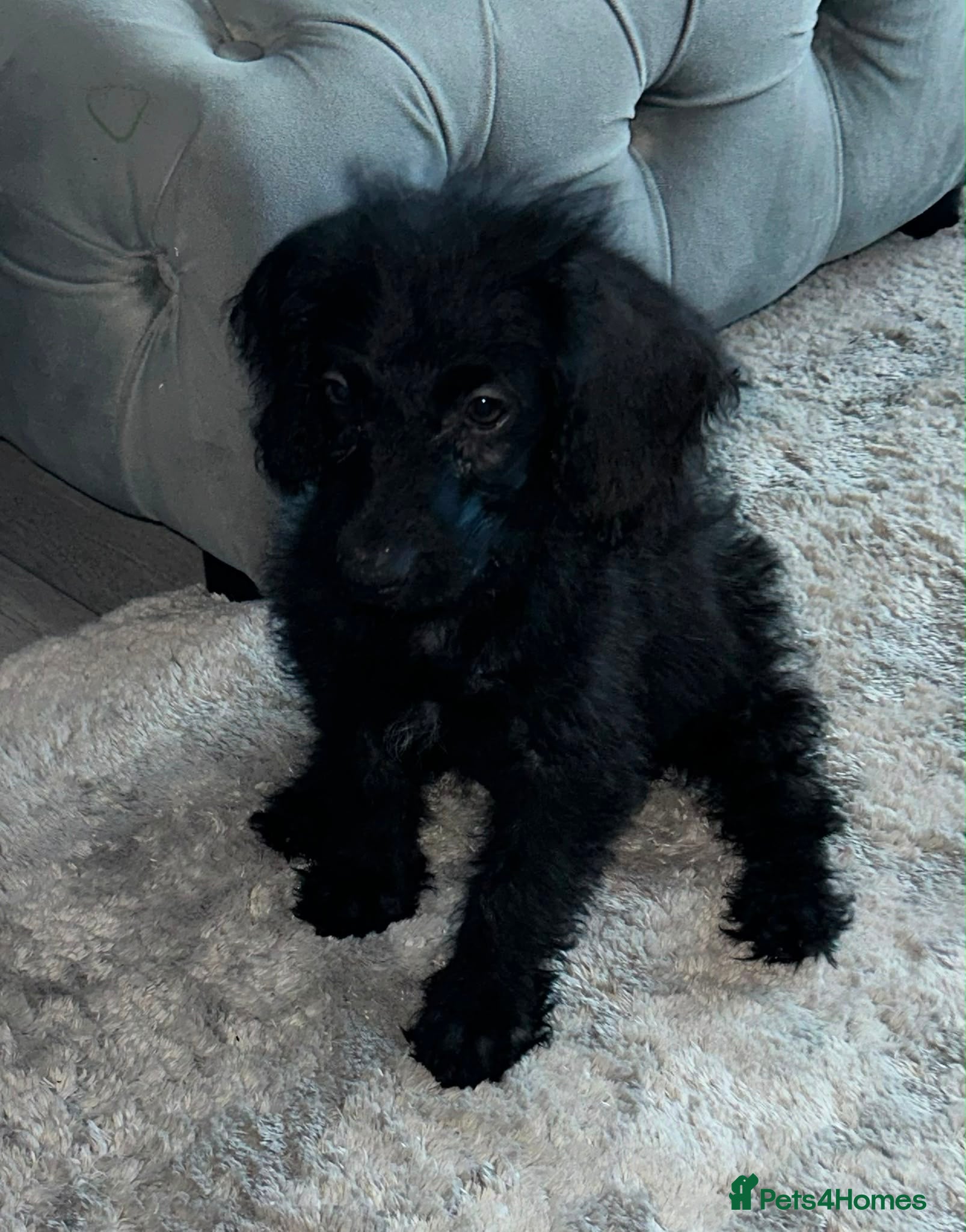 Labradoodle dogs Stunning Litter of Labradoodles - Advert 7