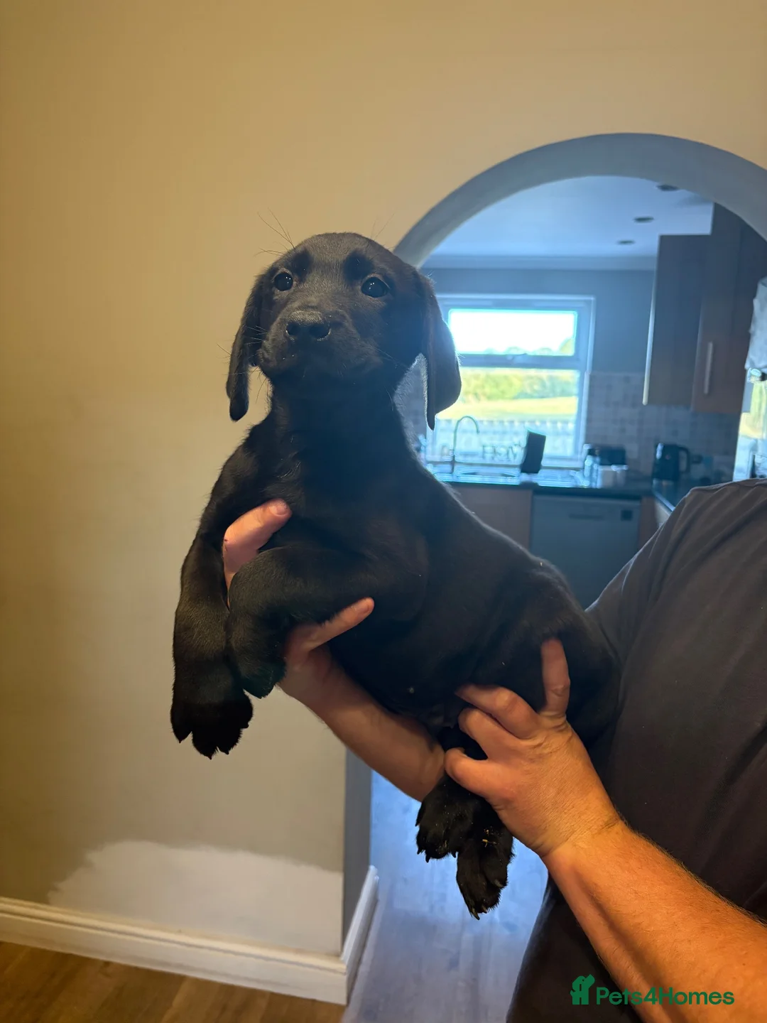 Labrador Retriever dogs for sale:  Fox red  Labrador puppys 1 AVAILABLE  - Advert 2