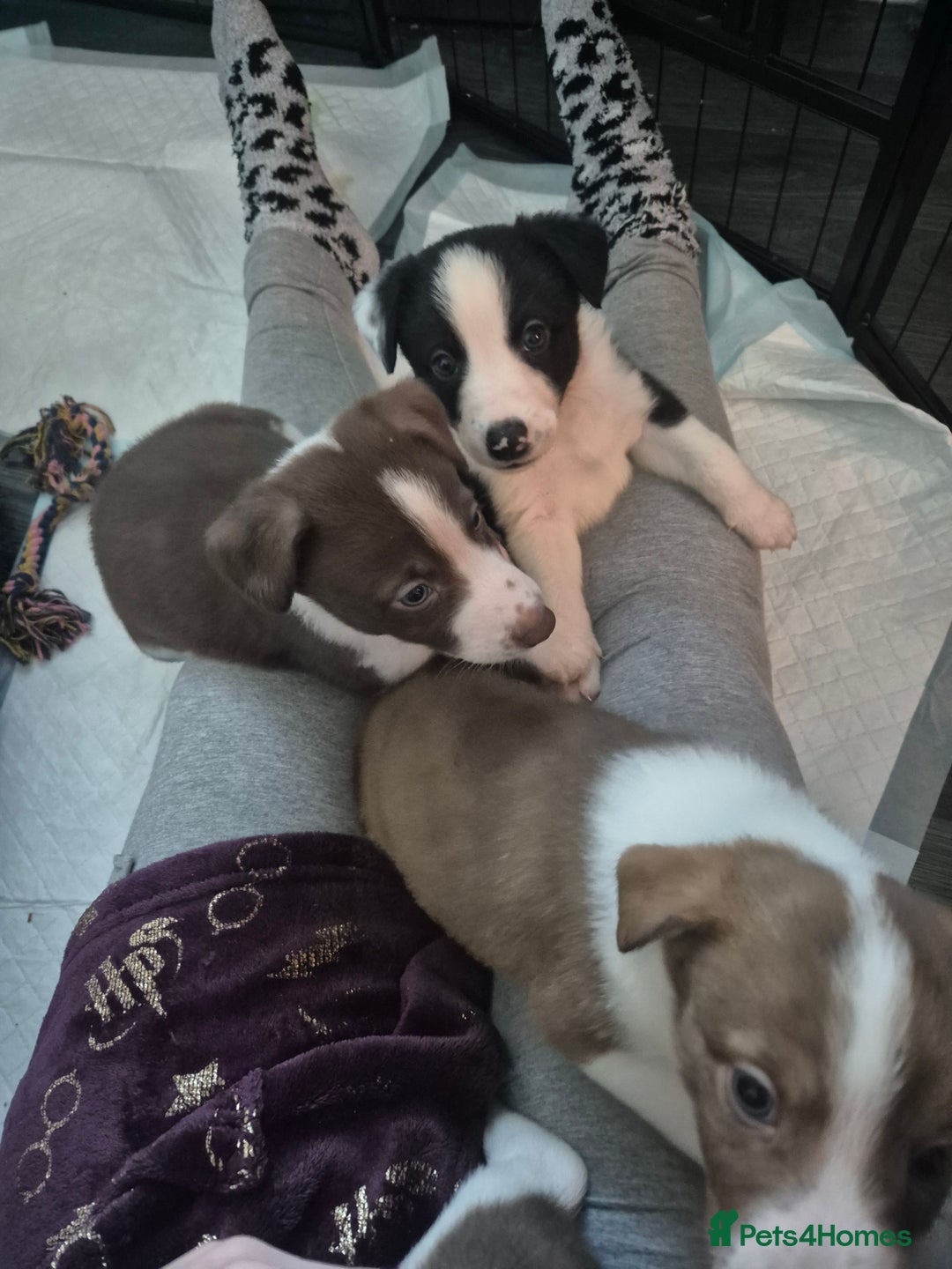 Mixed Breed dogs for sale: One pup left - Advert 2