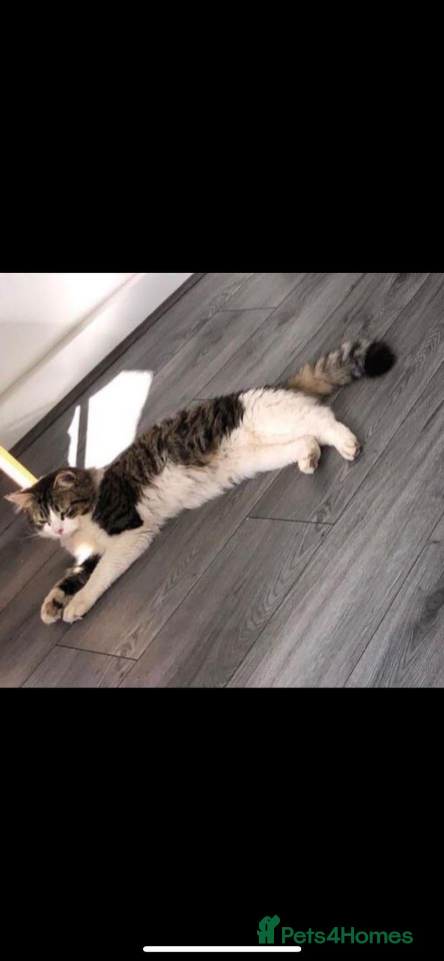 Norwegian Forest Cat cats For sale  - Advert 2