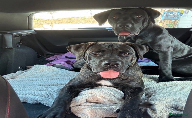 Presa Canario dogs - Advert 16