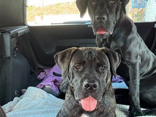 Presa Canario dogs Presa canario female - Advert 5