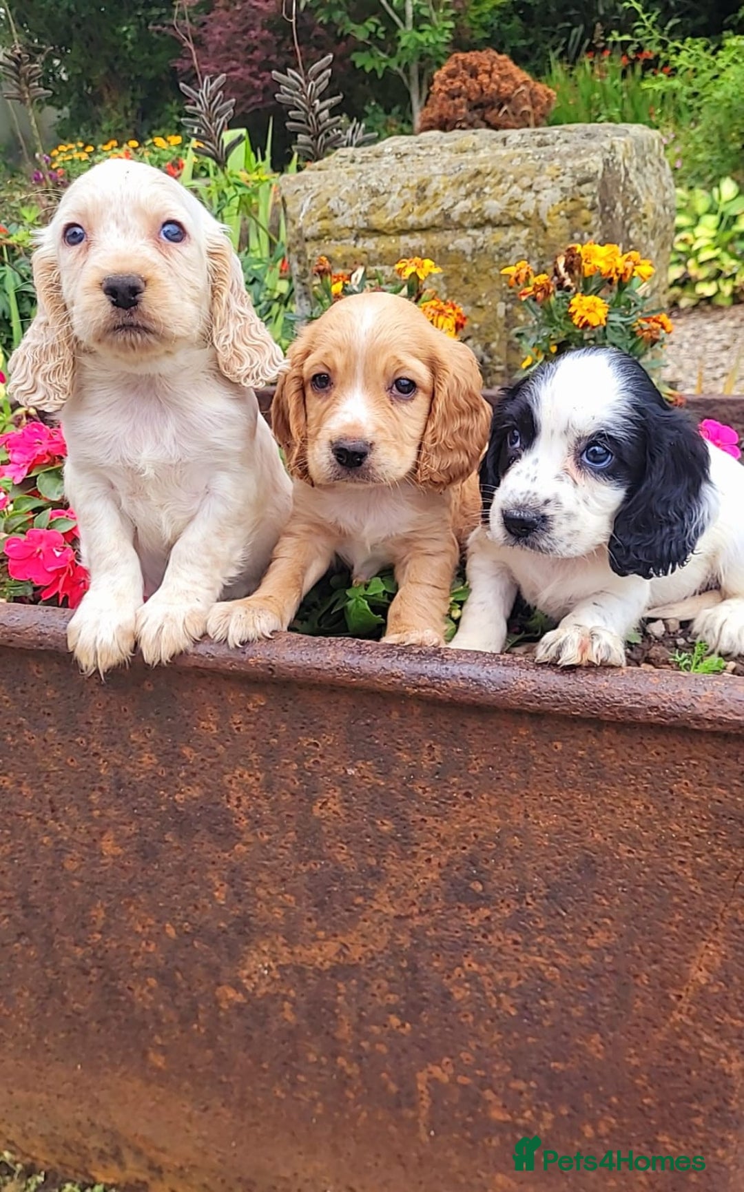 Cocker Spaniel dogs for sale: Stunning cocker spaniel puppies - Image 5