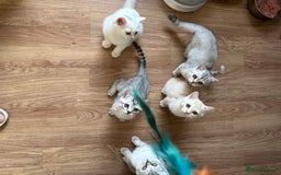 British Shorthair cats for sale: Stunning British Shorthair Kittens & adule cat - Image 25