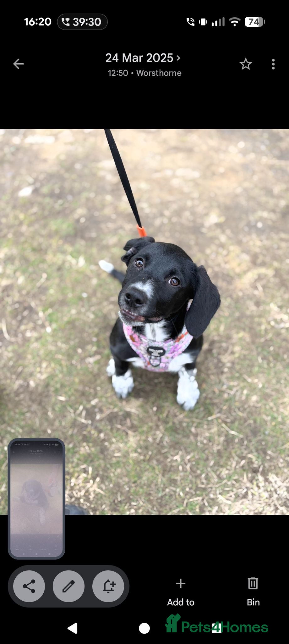 Sprollie dogs Betsy. - Advert 15
