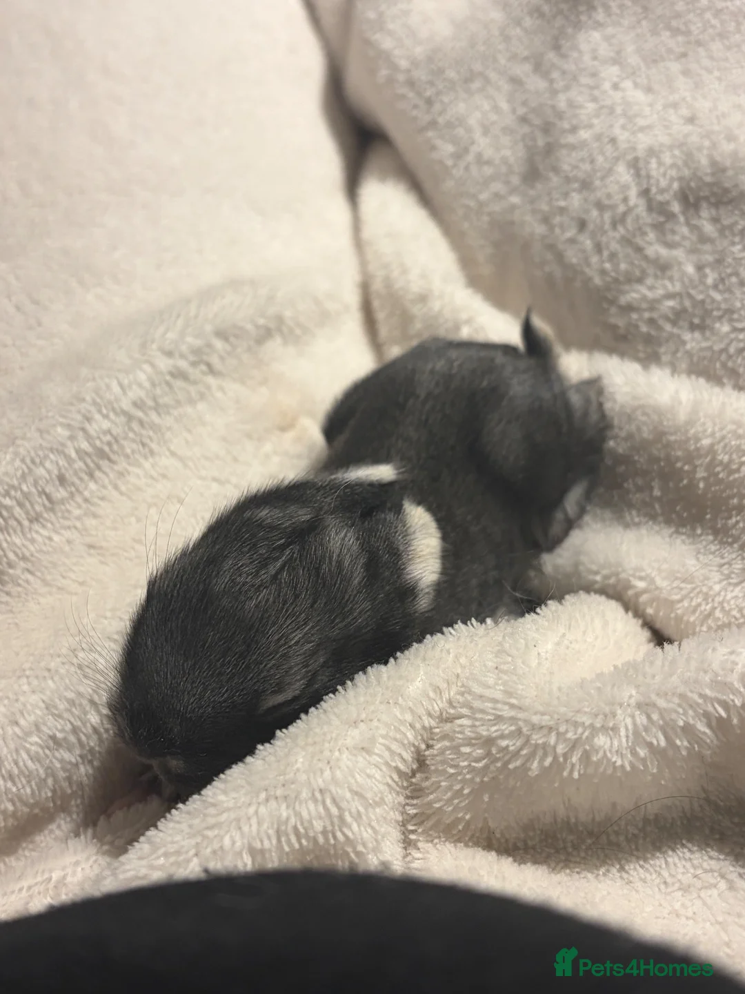 Lionhead rabbits for sale: Lion head rabbits  in Reading - Advert 6