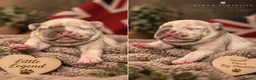 French Bulldog dogs for sale: French bulldogs 5star Merle  - Advert 2