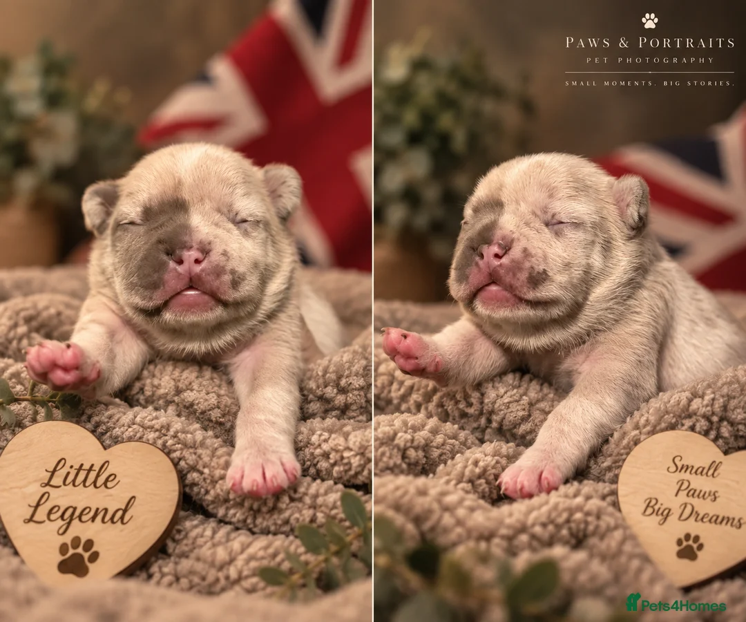 French Bulldog dogs for sale: French bulldogs 5star Merle  - Advert 2