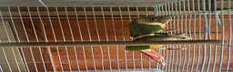 Conures birds for sale: Conures young pair  - Advert 6