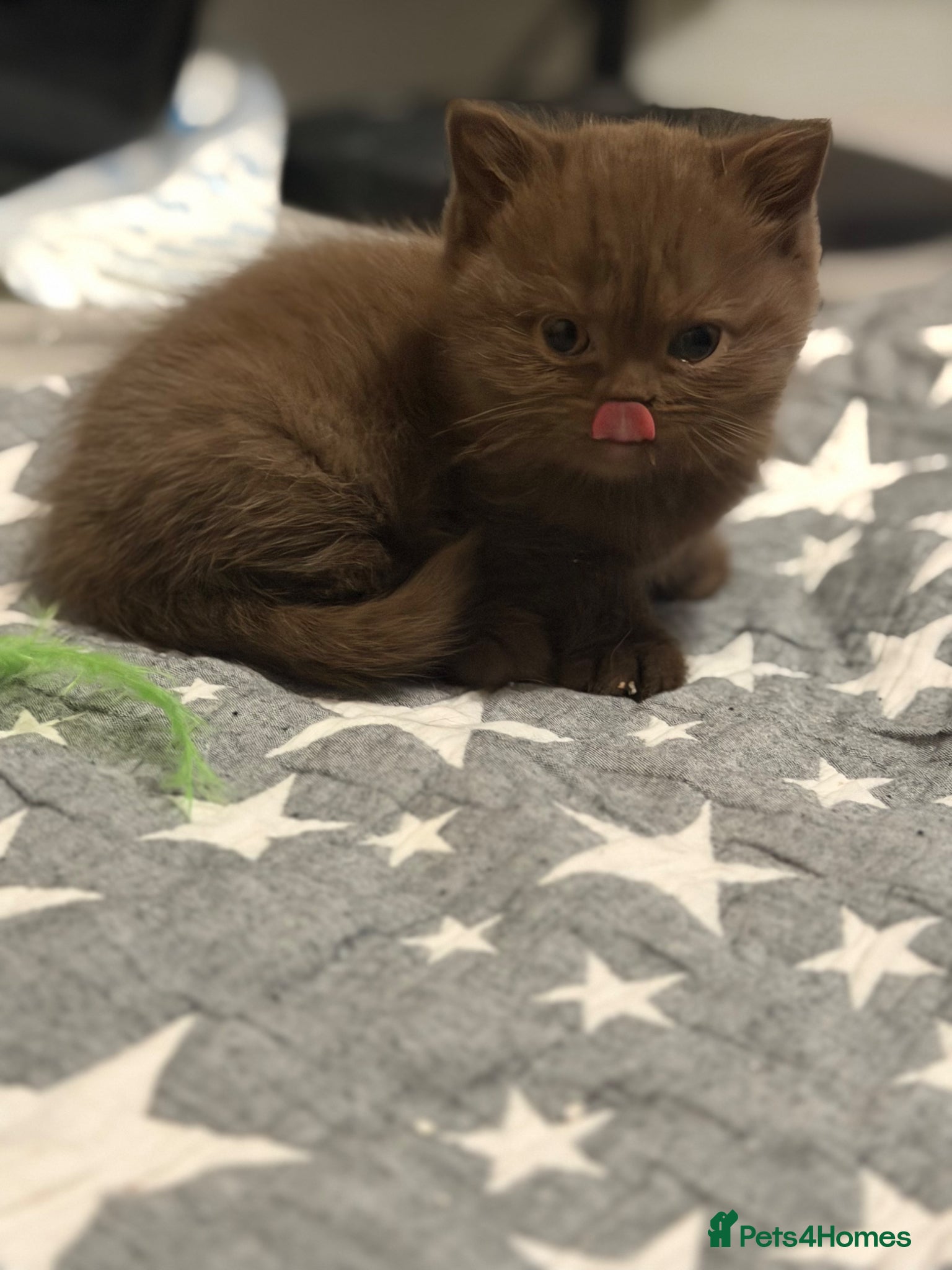 British Shorthair cats Stunning gccf lilac and chocolate females 🐾 - Advert 2