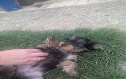 Yorkshire Terrier dogs for sale: Yorkshire terrier puppies  - Image 7