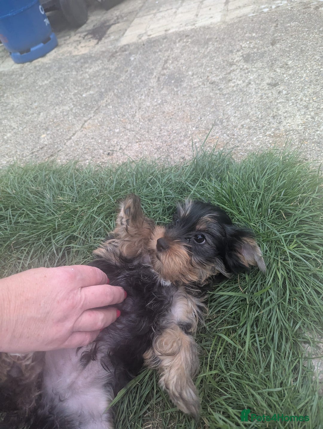Yorkshire Terrier dogs for sale: Yorkshire terrier puppies  - Image 7