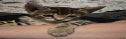 Bengal cats for sale: Bengal 75% maine coon 25%   - Advert 5