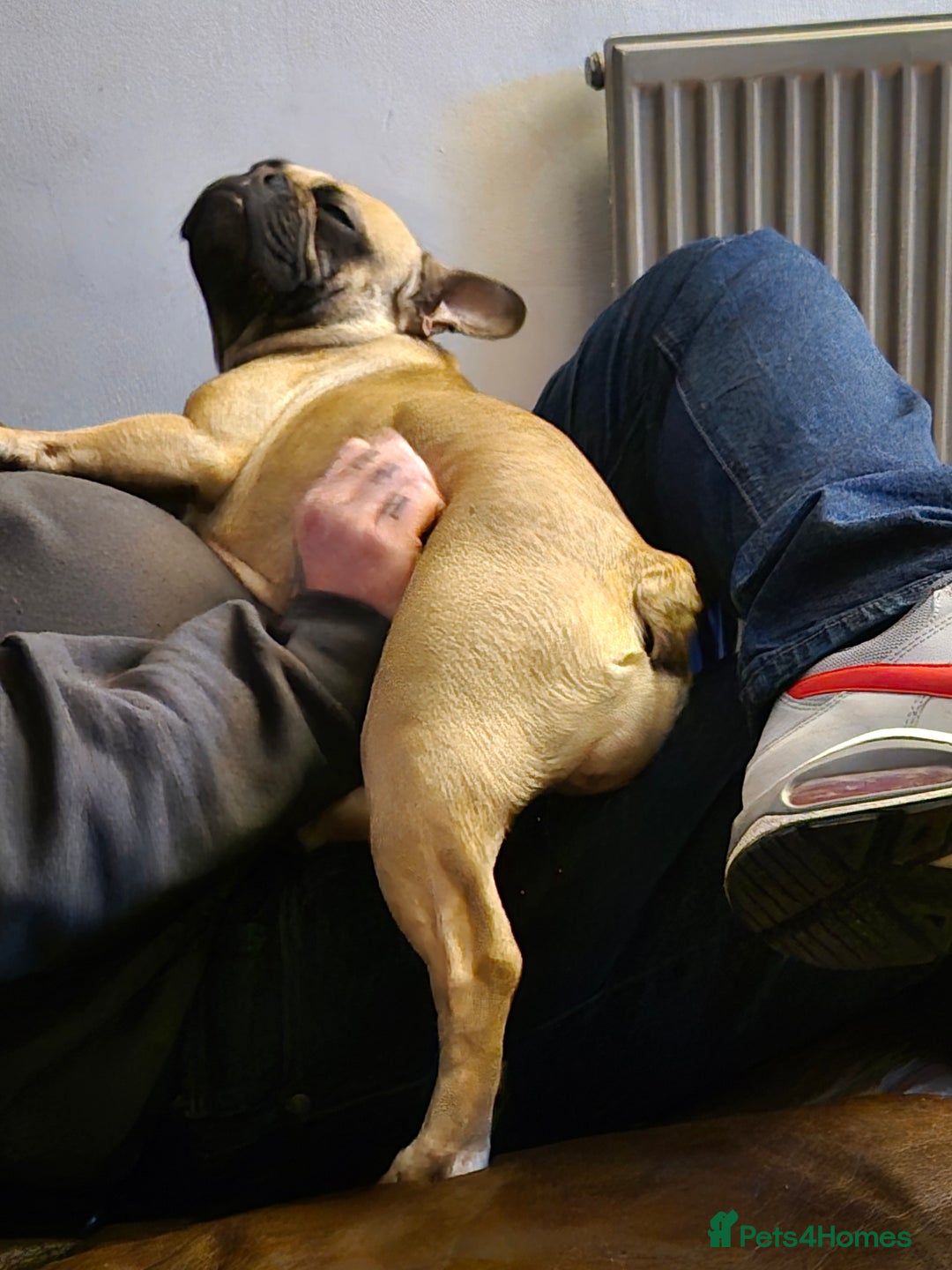 Mixed Breed dogs for sale: Dapple dachs cross frenchie - Advert 2