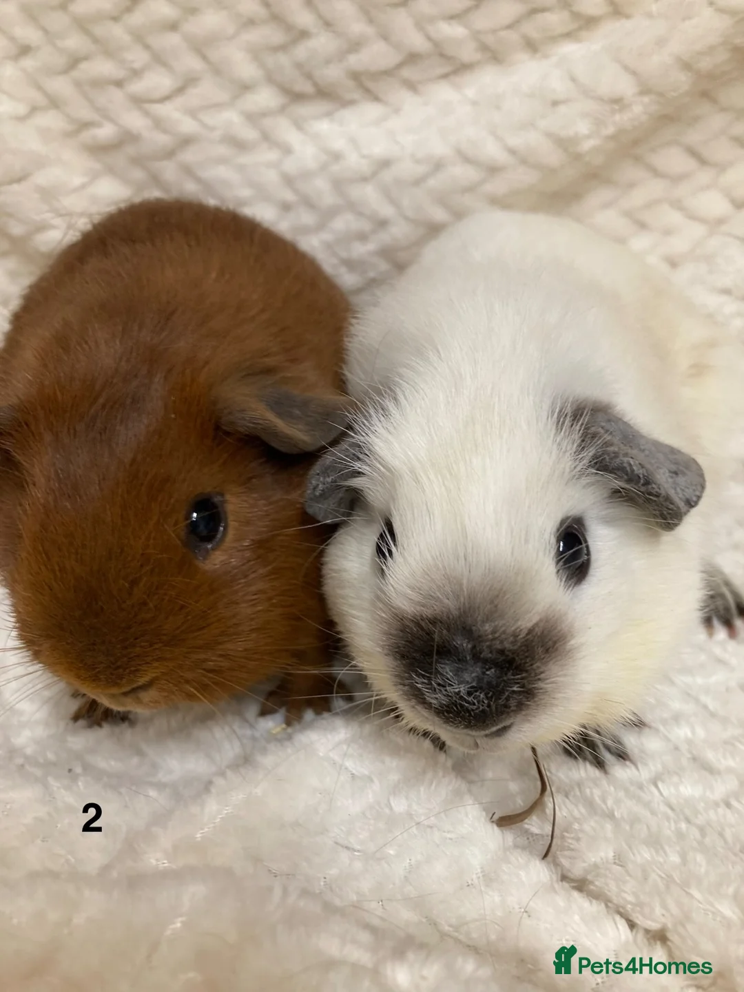 Guinea Pig rodents for sale: Californian and dark eyed golden Guinea pigs - Advert 5