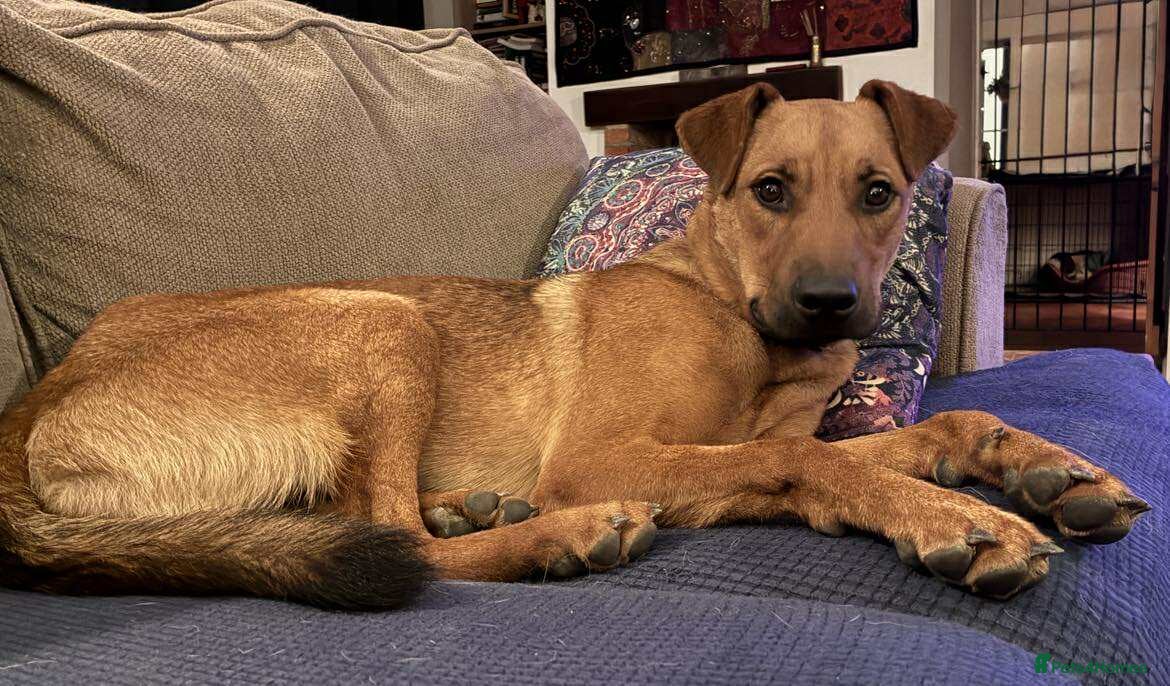 Mixed Breed dogs Sasha with a zest for life  - Advert 3