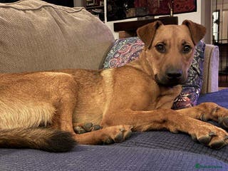 Mixed Breed dogs Sasha with a zest for life - Advert 10