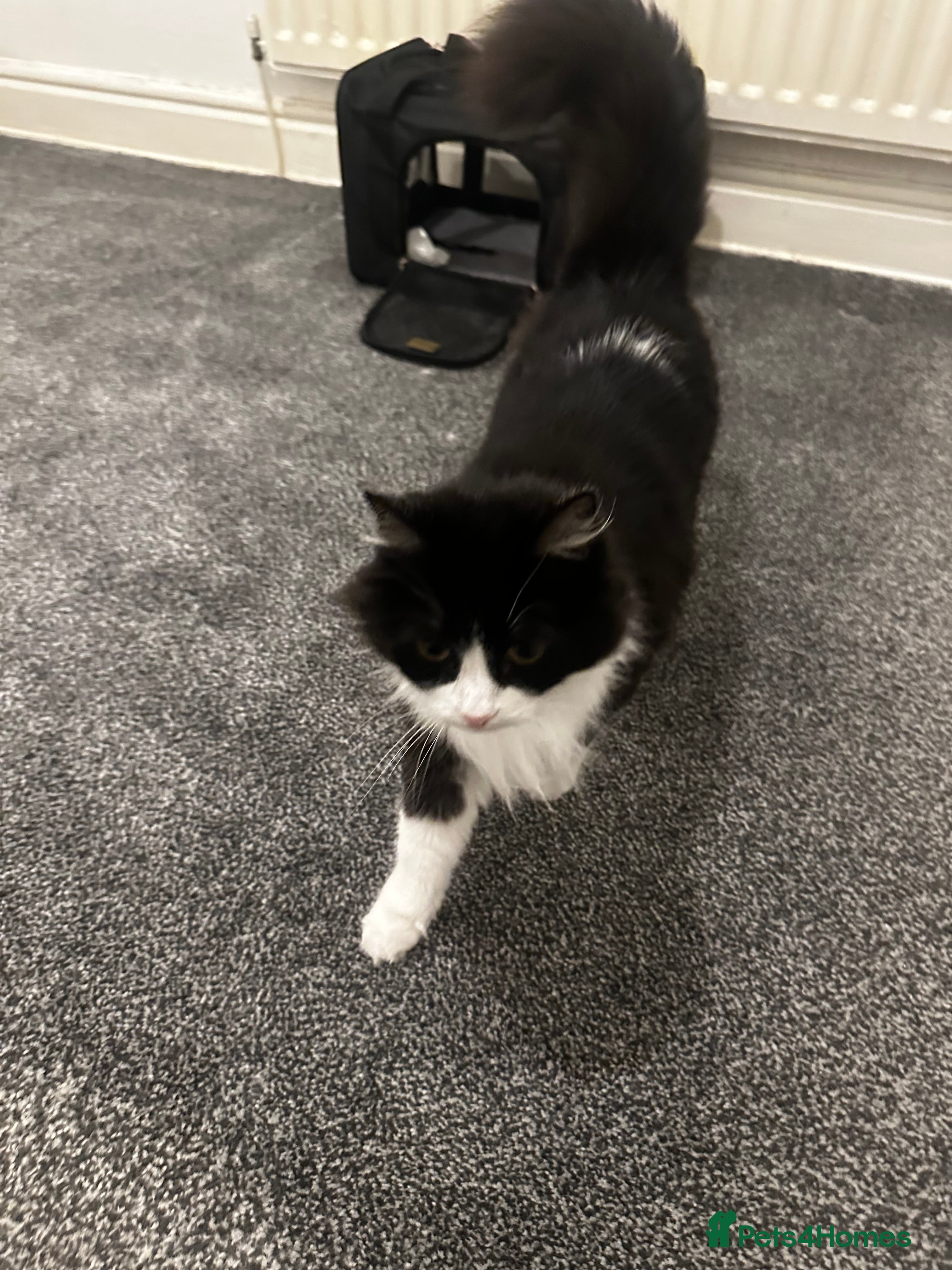 British Longhair cats Beautiful long Hair Female kittie - Advert 1