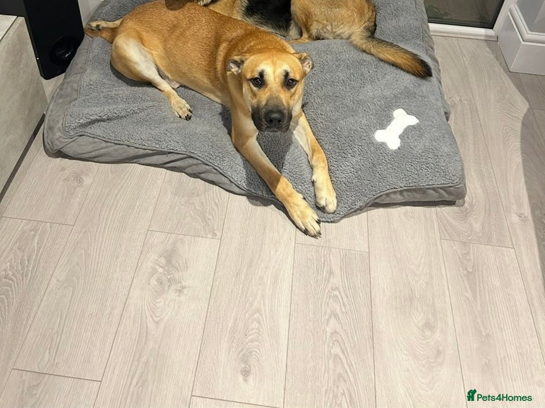 Mixed Breed dogs for sale: German shepherd/Belguim malonoi - Image 4