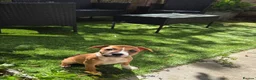 Staffordshire Bull Terrier dogs for sale: Staffordshire bull terrier  - Advert 2
