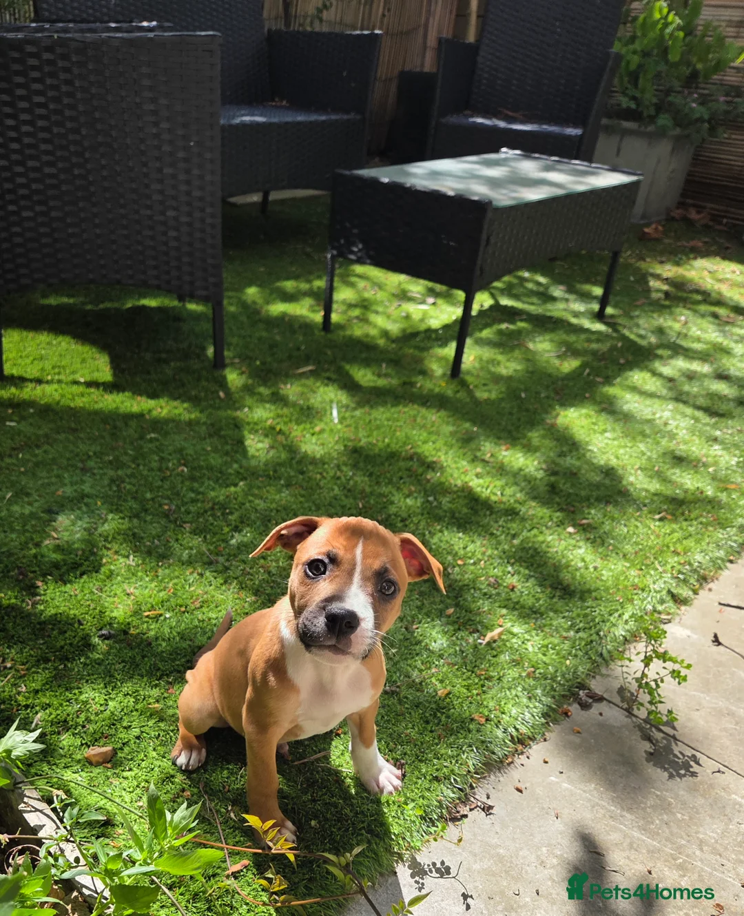 Staffordshire Bull Terrier dogs for sale: Staffordshire bull terrier  - Advert 2