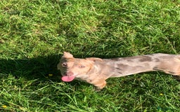 Jack Russell dogs for sale: Eye-Catching Jack Russel Puppies - Image 7