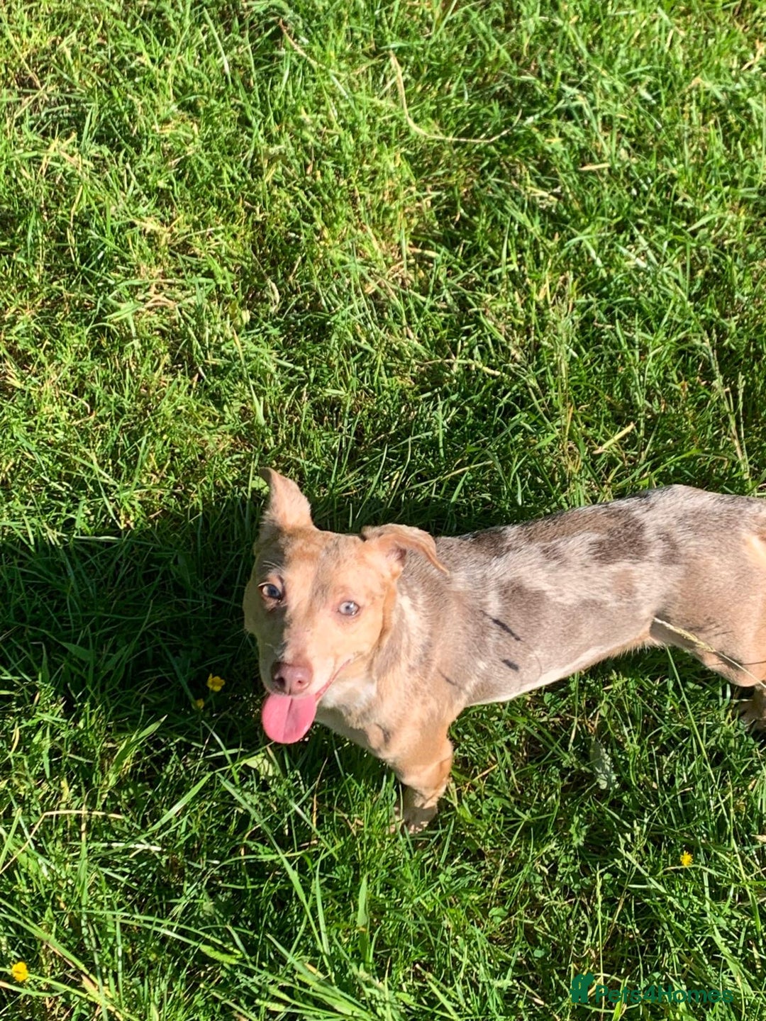 Jack Russell dogs for sale: Eye-Catching Jack Russel Puppies - Image 7