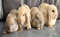 Mini Lop rabbits for sale: 🐰Beautiful mixed litter of Plush x Mini Lop kits - Image 2