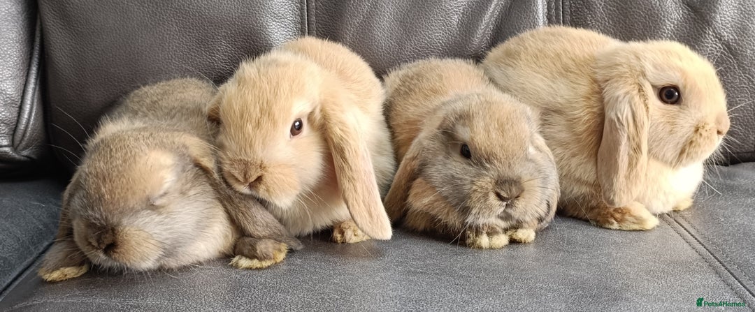Mini Lop rabbits for sale: 🐰Beautiful mixed litter of Plush x Mini Lop kits - Image 2