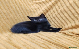 Mixed Breed cats for sale: Half Maine Coon kittens VIDEOS - Image 20