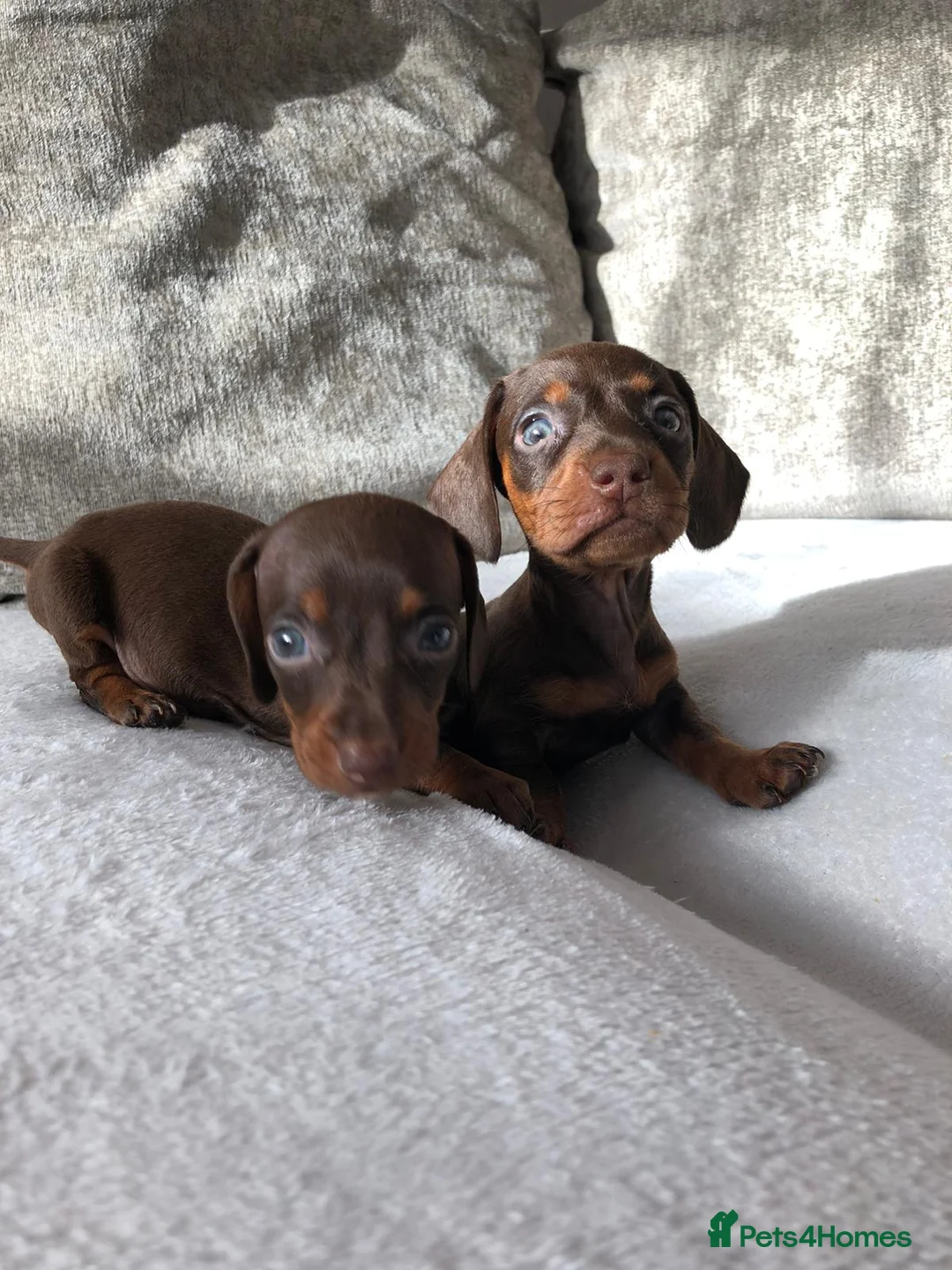 Miniature Dachshund dogs for sale: Miniature dachshund puppies  - Advert 8
