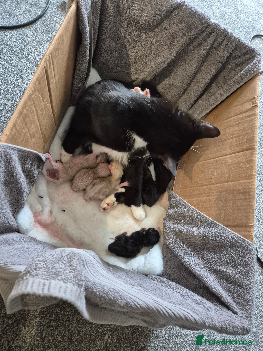 British Shorthair cats for sale: Mittens kittens - Image 2