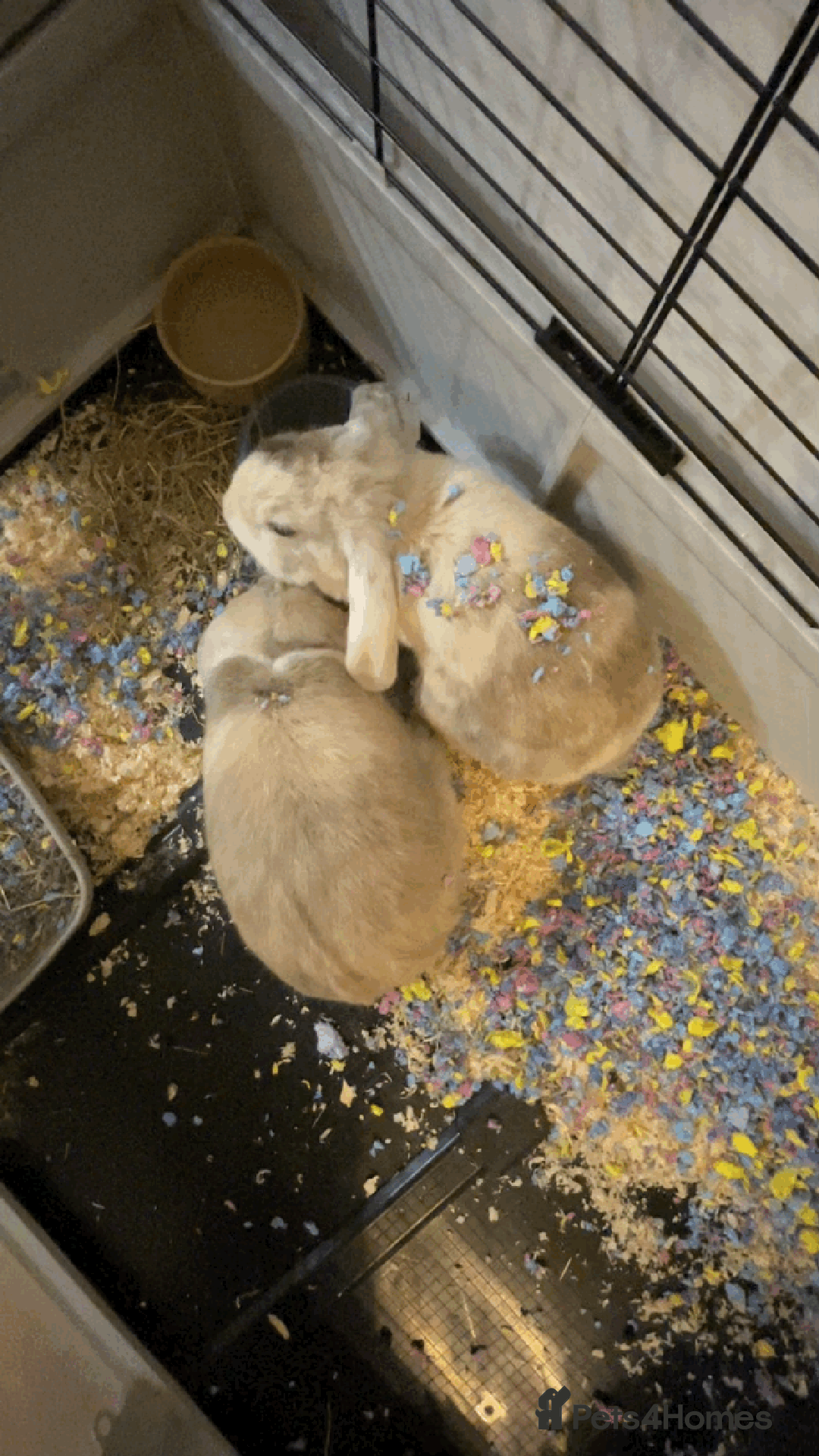 Mini Lop rabbits for sale: Mini Lop rabbits (2 males) - Advert 2