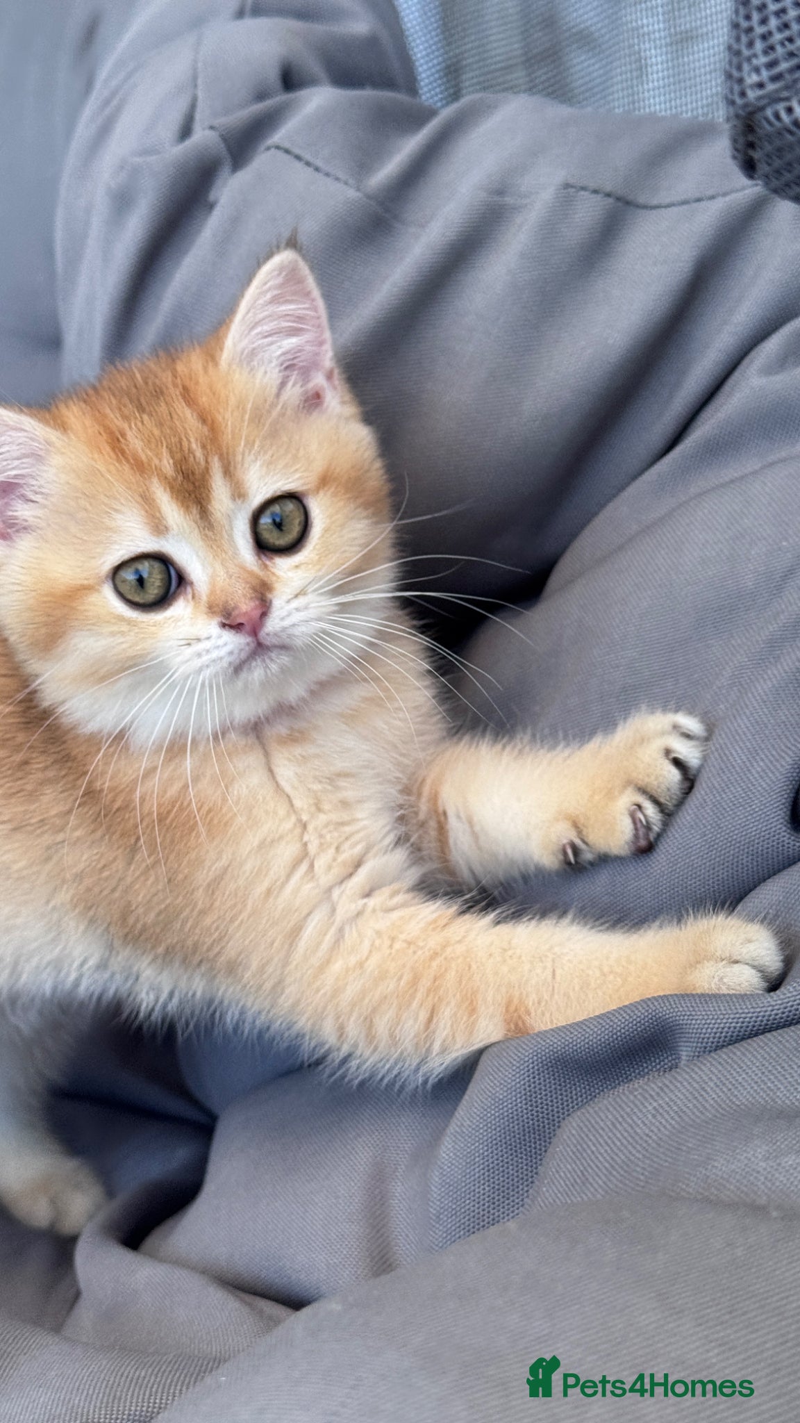 British Shorthair cats for sale: ADORABLE GCCF BSH CHOCOLATE GOLD KITTENS  - Advert 7