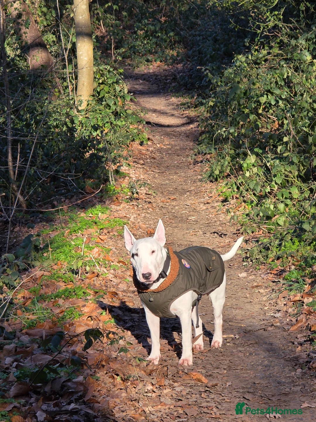 Bull Terrier dogs for stud: Tyson  in Dartford - Advert 2